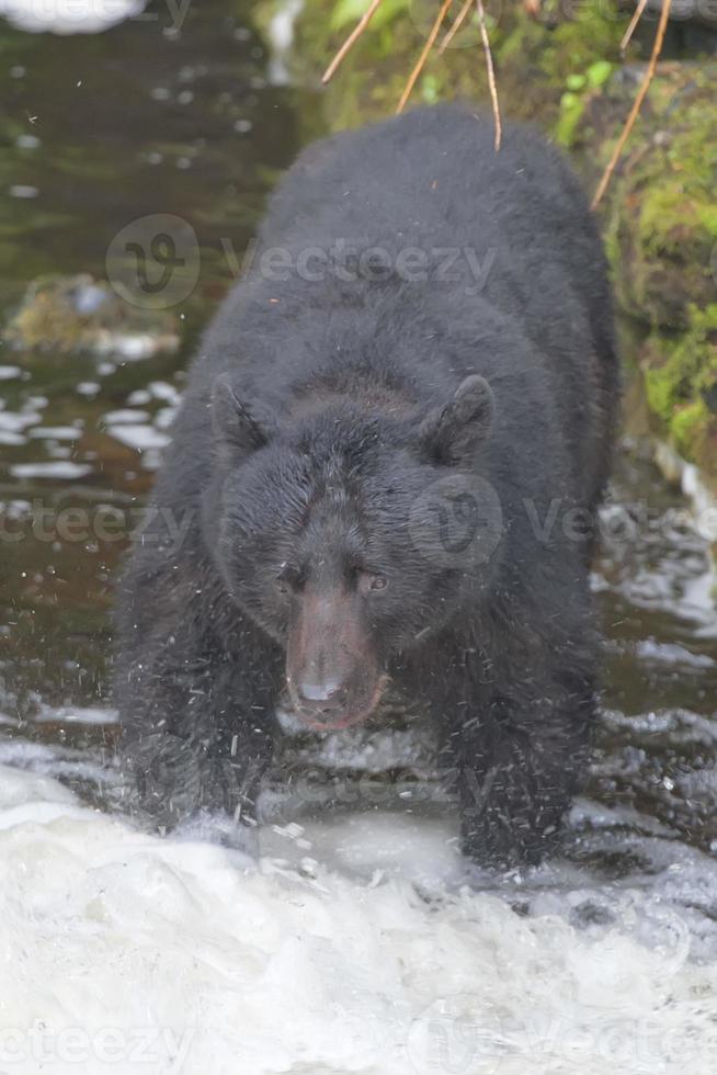 A black bear catching a salmon in Alaska river photo