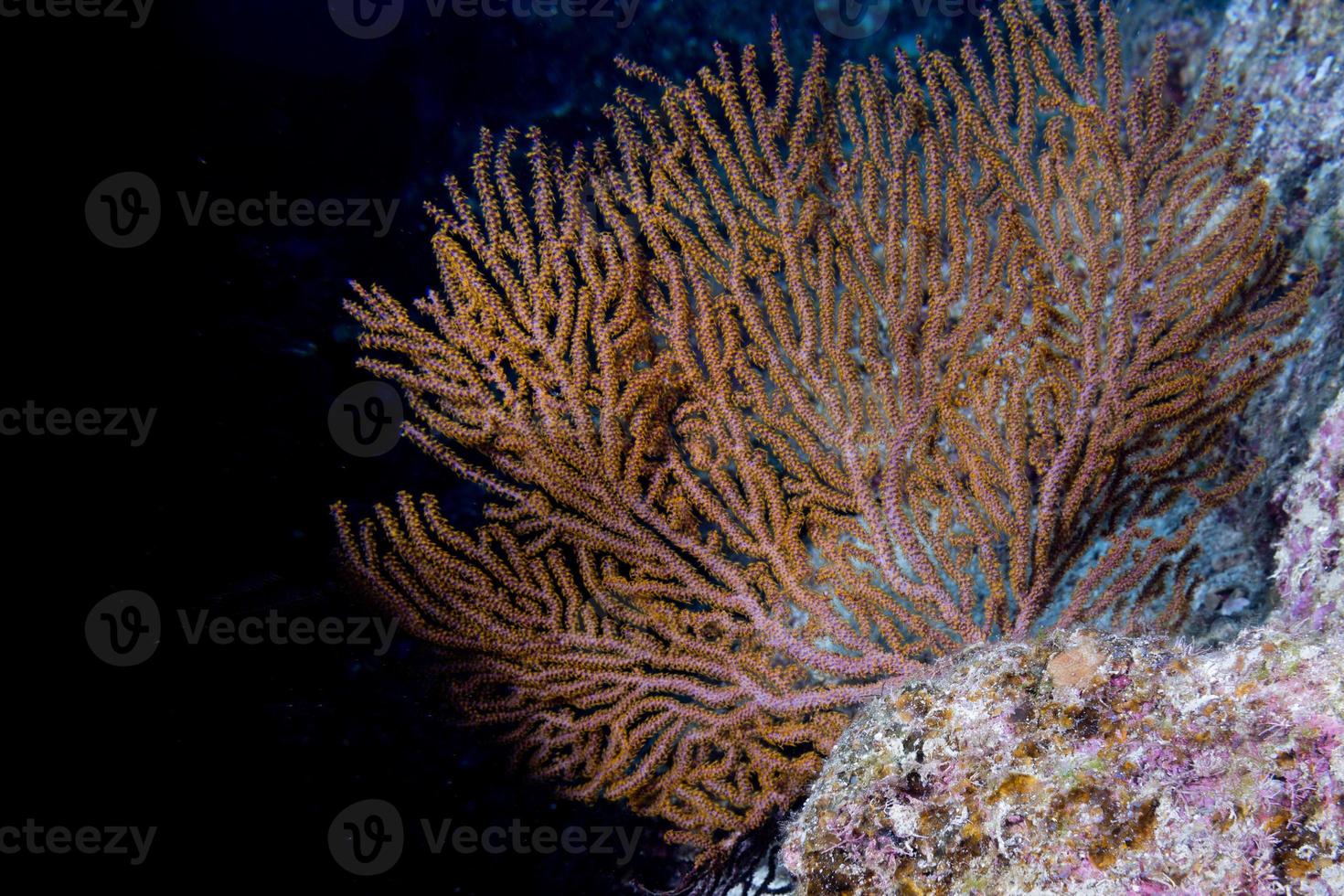 coral gorgonia en el océano azul profundo foto