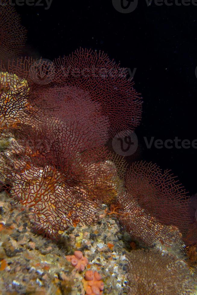 Gorgonia coral on the deep blue ocean photo