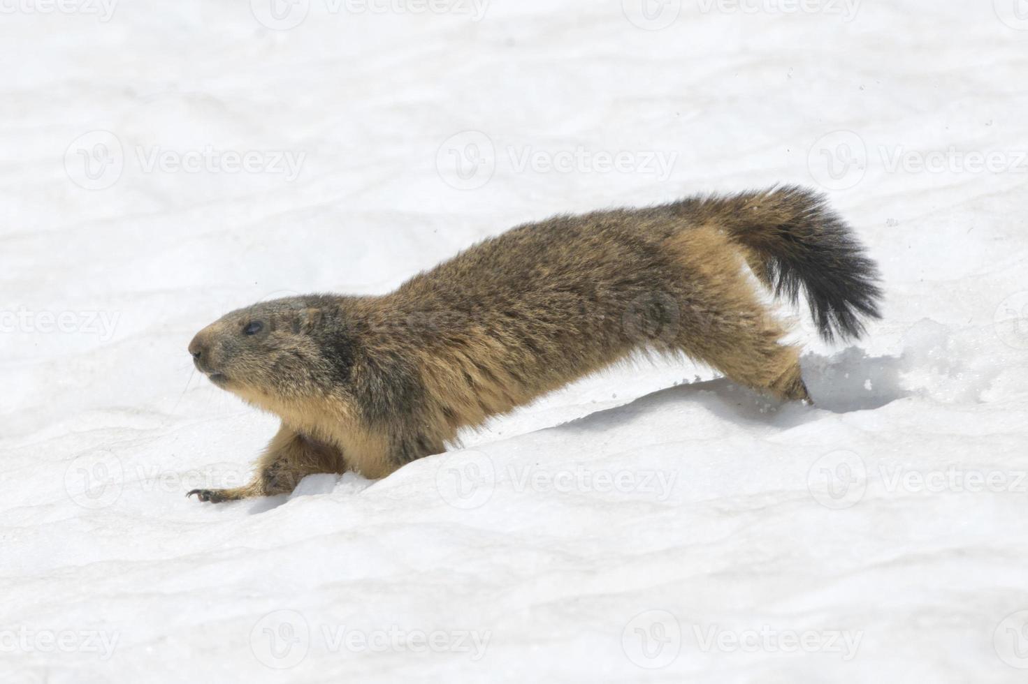 Isolated Marmot while running on the snow photo
