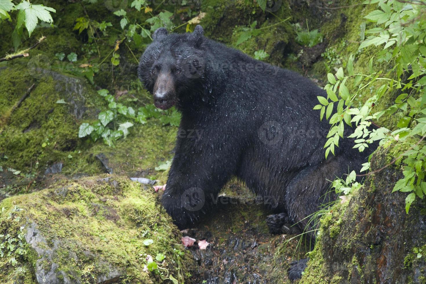 Isolated Black Bear while eating a salmon in Alaska photo