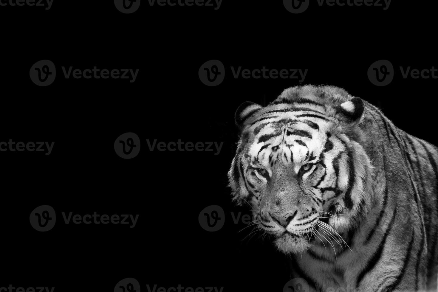 A tiger ready to attack looking at you photo