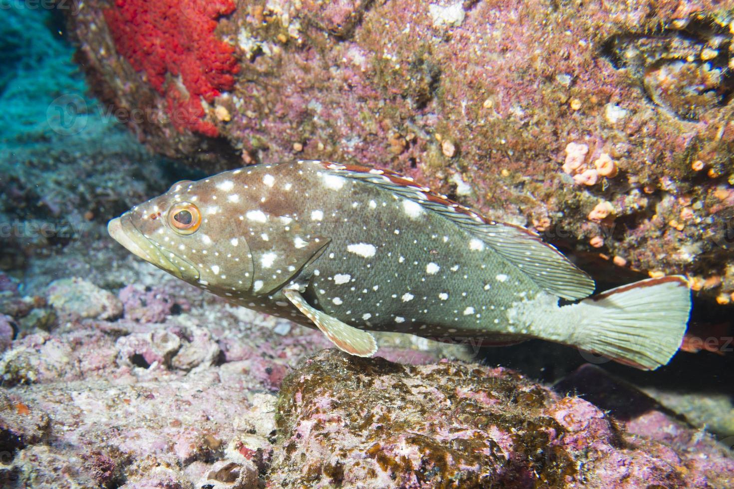 Isolated colorful grouper photo