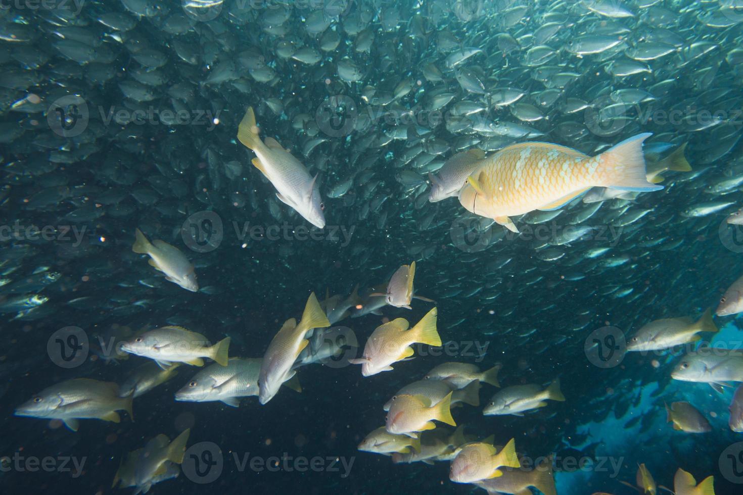 Inside a school of fish underwater photo