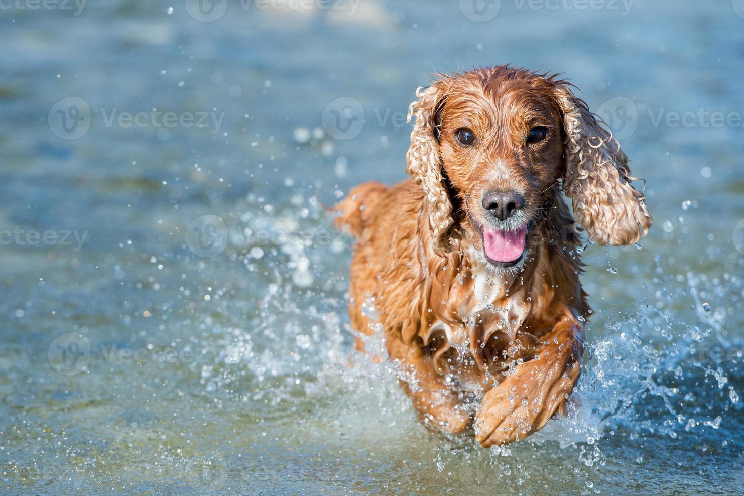 Perro feliz cocker spaniel inglés mientras corre hacia ti foto