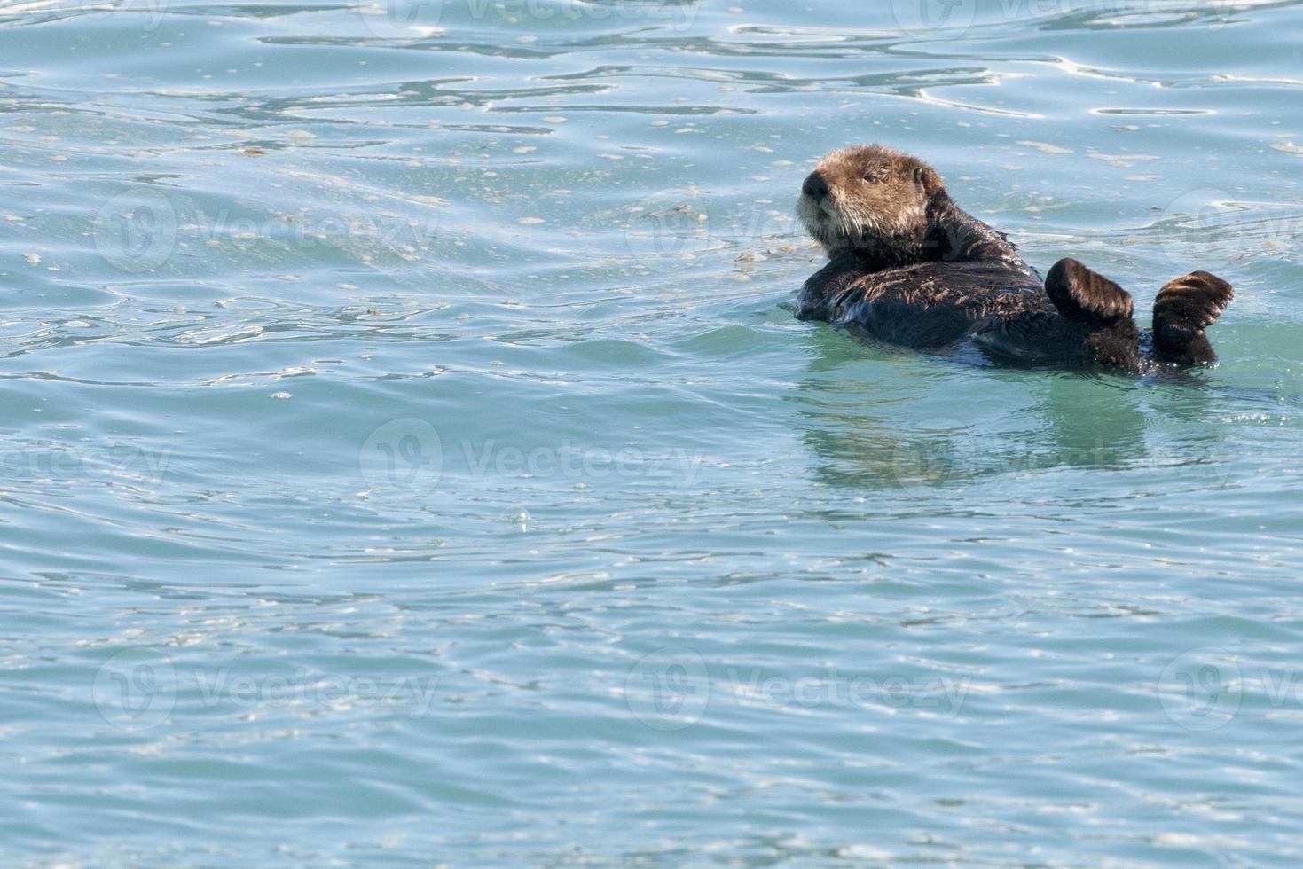 nutria marina nadando en prince william sound, alaska foto