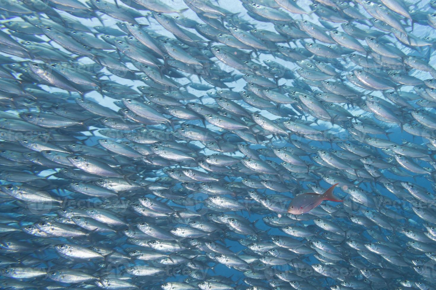 Inside a school of fish underwater photo