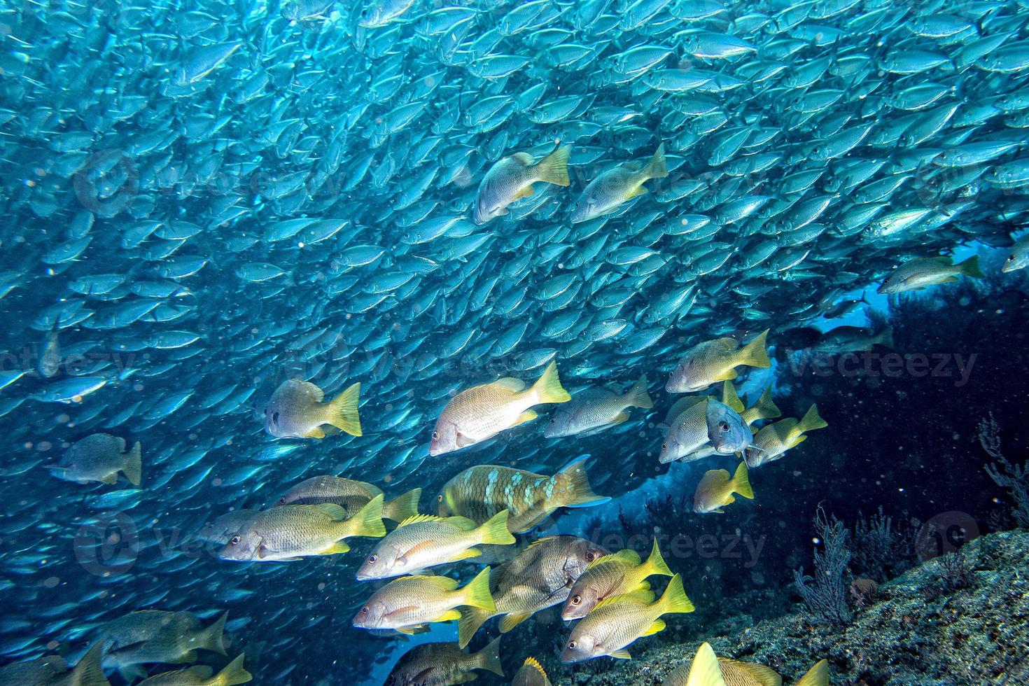 Inside a school of fish underwater photo