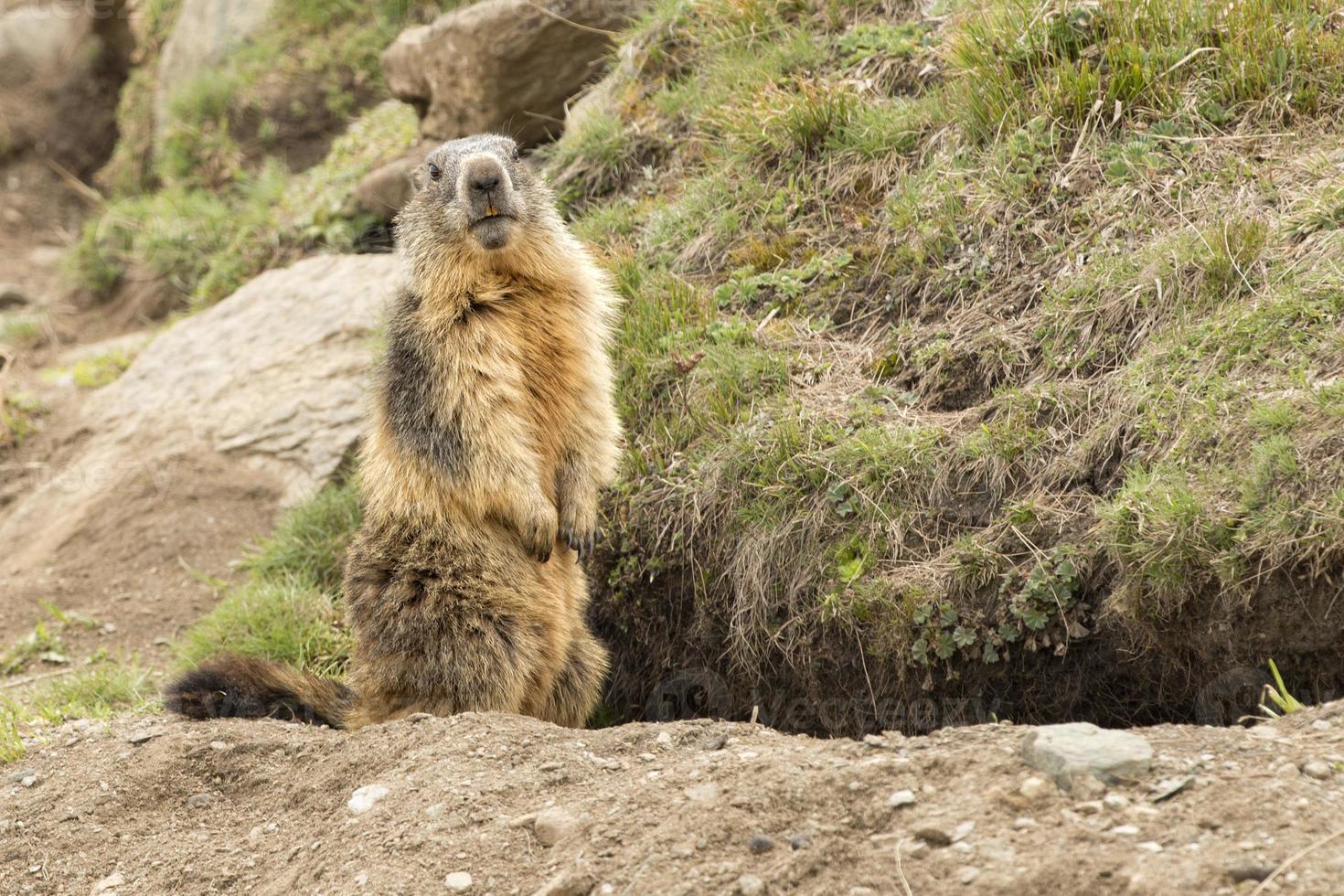 Isolated marmot portrait outside its nest photo