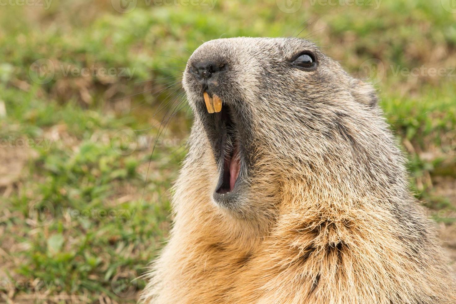 ground hog marmot day portrait photo