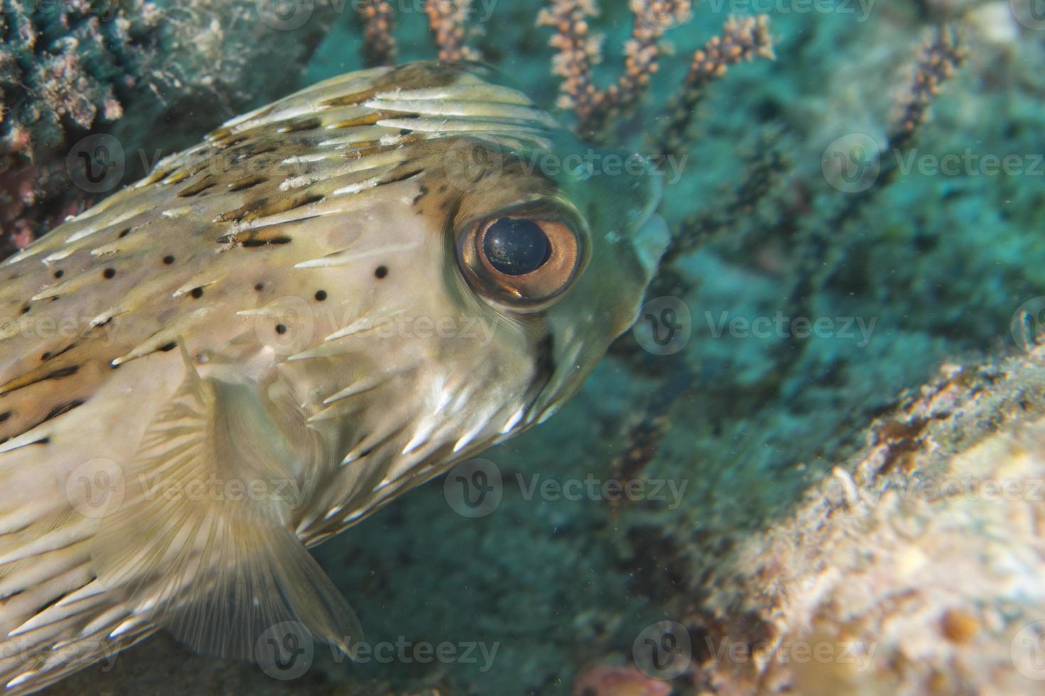 Box fish underwater portrait photo