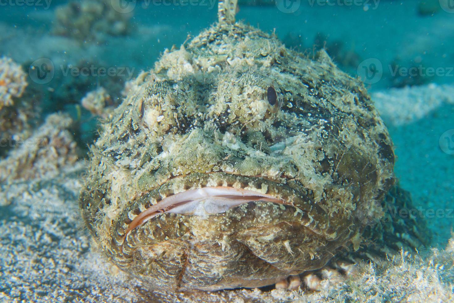 A scorpion fish photo