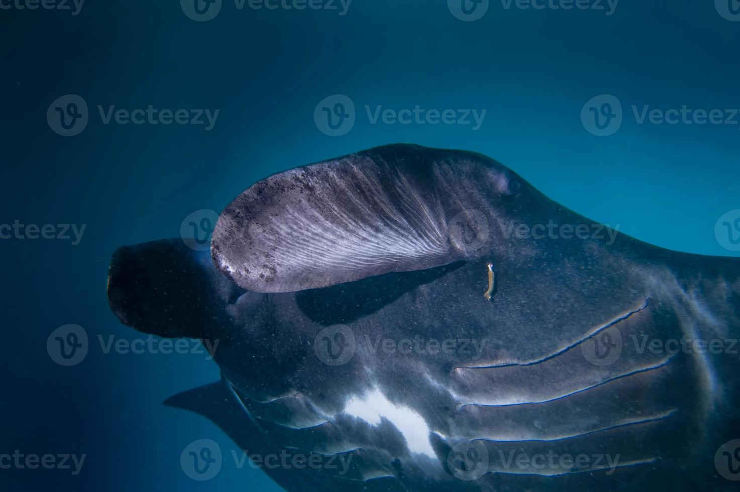 An isolated very rare Black Manta in the blue background photo