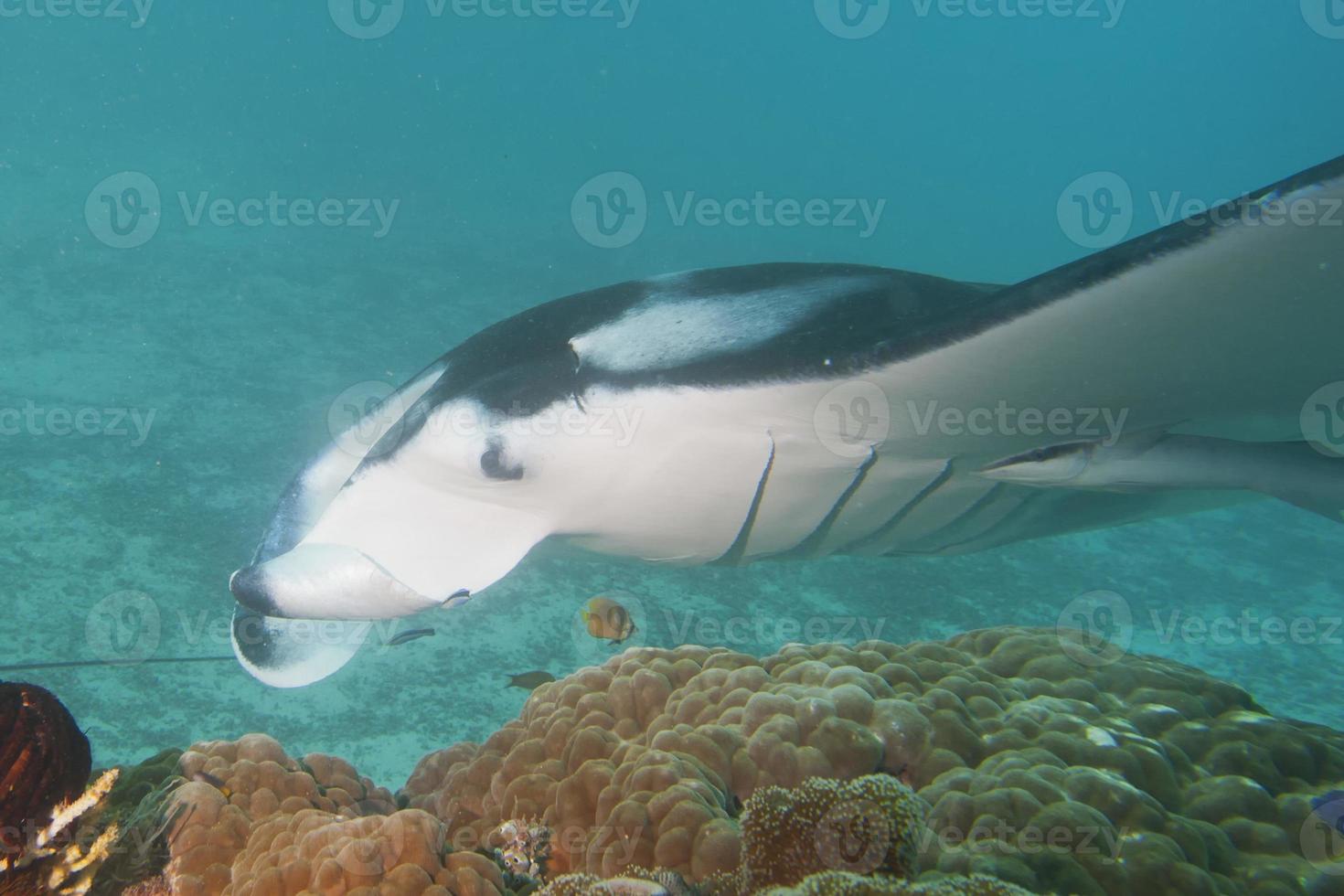 Manta close up portrait in Raja Ampat Papua Indonesia photo