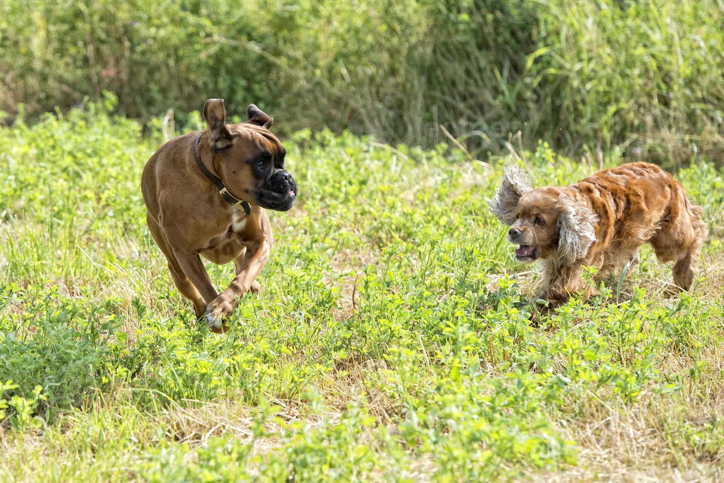dogs while fighting on the grass photo