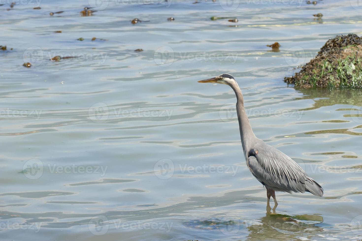 A blue heron hunting in the sea photo