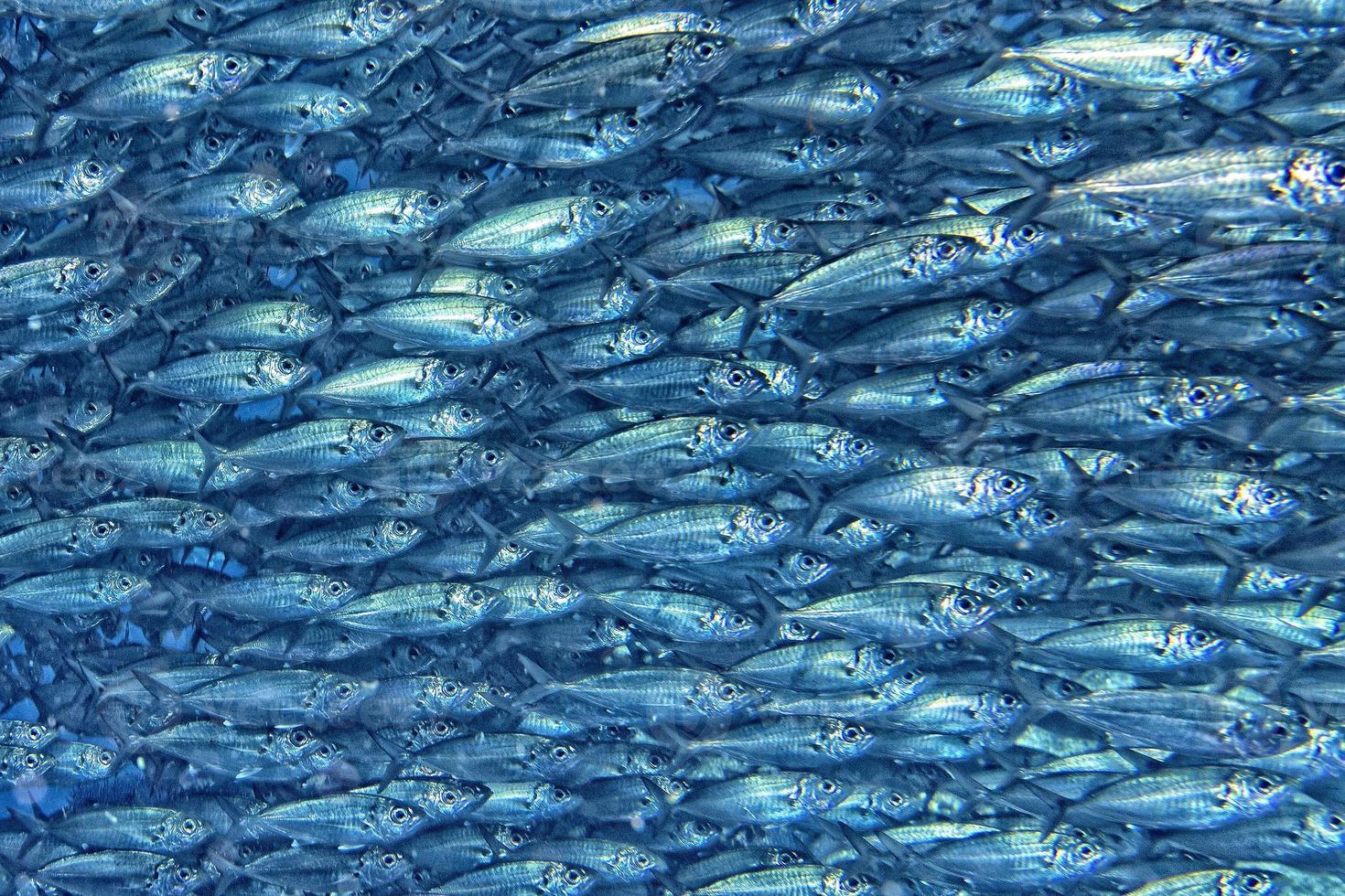 Inside a school of fish underwater photo