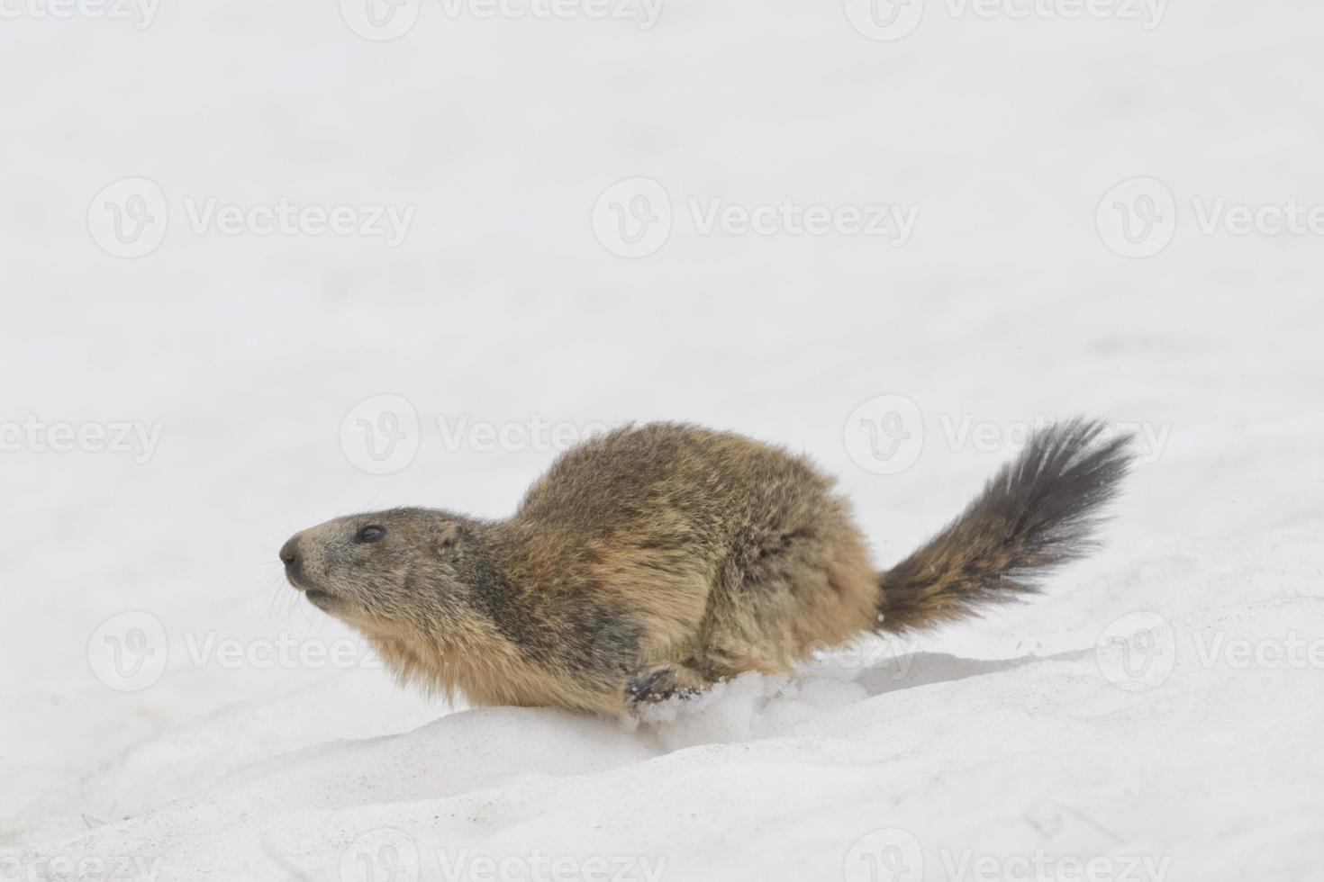 marmota aislada mientras corre en la nieve foto