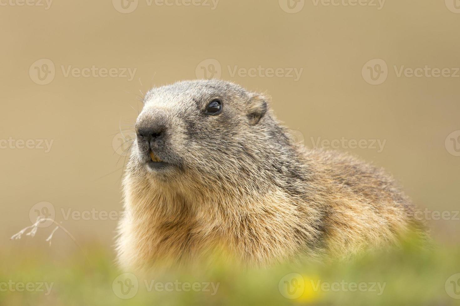 Marmot portrait while looking at you photo