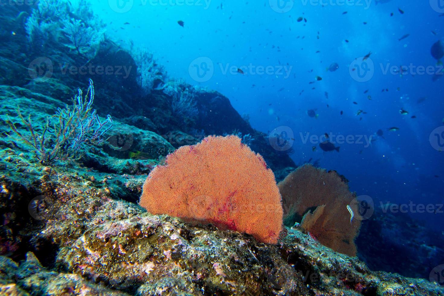 Gorgonia coral on the deep blue ocean photo