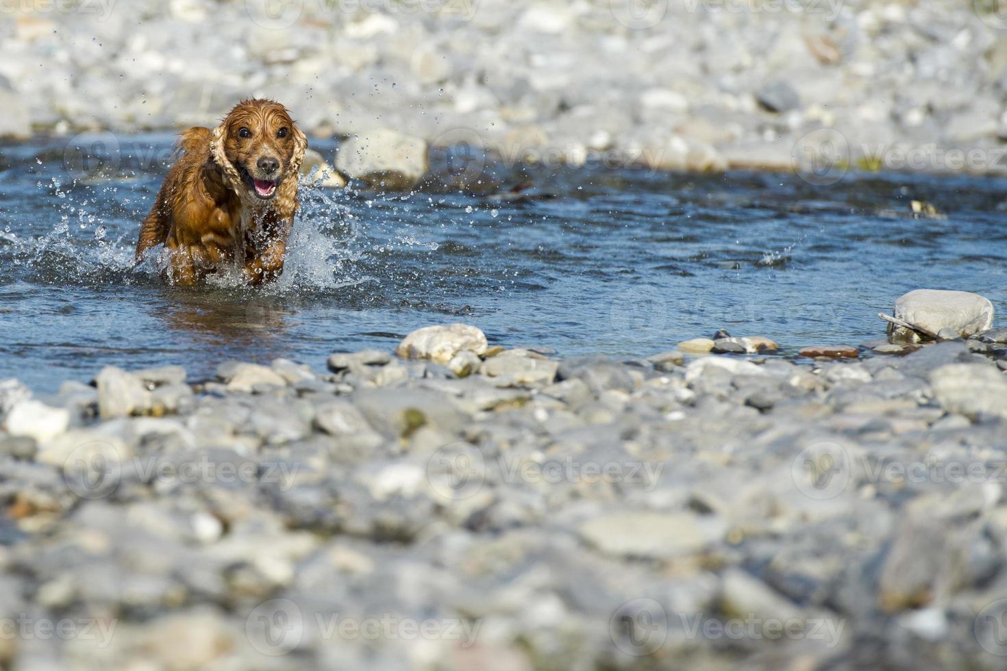 Puppy dog cocker spaniel photo