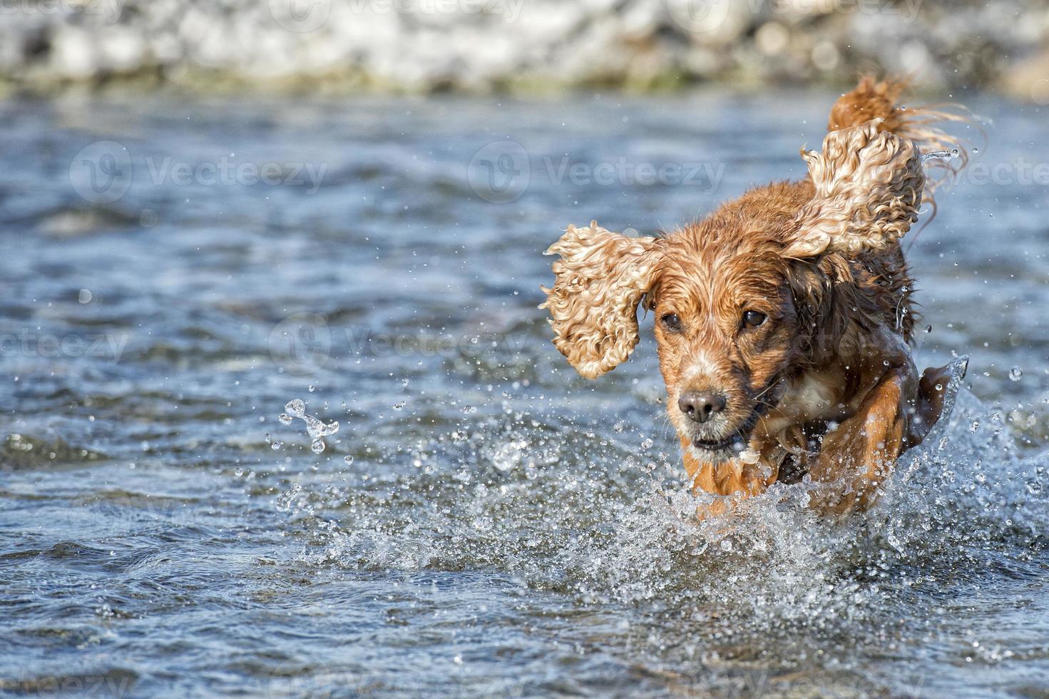 Happy english cocker spaniel while playing in the river photo