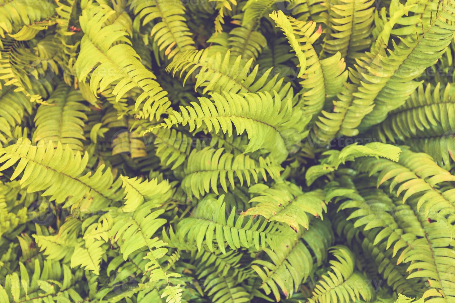 Beautiful ferns leaves green foliage natural floral fern background in sunlight. Nephrolepis exaltata the Sword Fern - a species of fern in the family Lomariopsidaceae photo