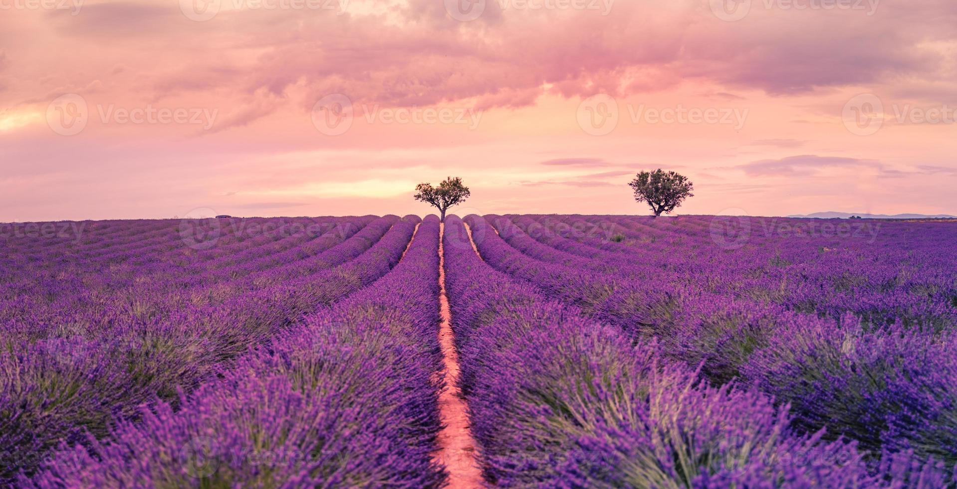 vista panorámica del campo de lavanda francés al atardecer. puesta de sol sobre un campo de lavanda violeta en provence, francia, valensole. paisaje natural de verano. hermoso paisaje de campo de lavanda, aumenta los colores foto