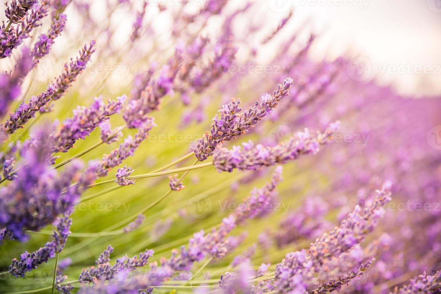 Vivid colors, peaceful idyllic summer nature, blur floral scene. Closeup of French lavender field at sunset, Provence, France, Valensole. Summer nature landscape. Beautiful landscape of lavender field photo