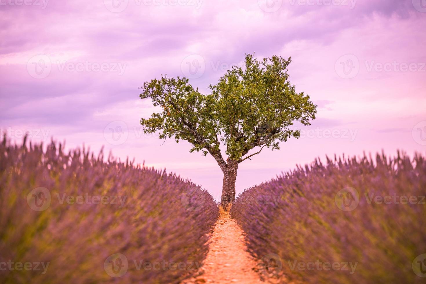 Panoramic view of French lavender field at sunset. Sunset over a violet lavender field in Provence, France, Valensole. Summer nature landscape. Beautiful landscape of lavender field, boost up colors photo