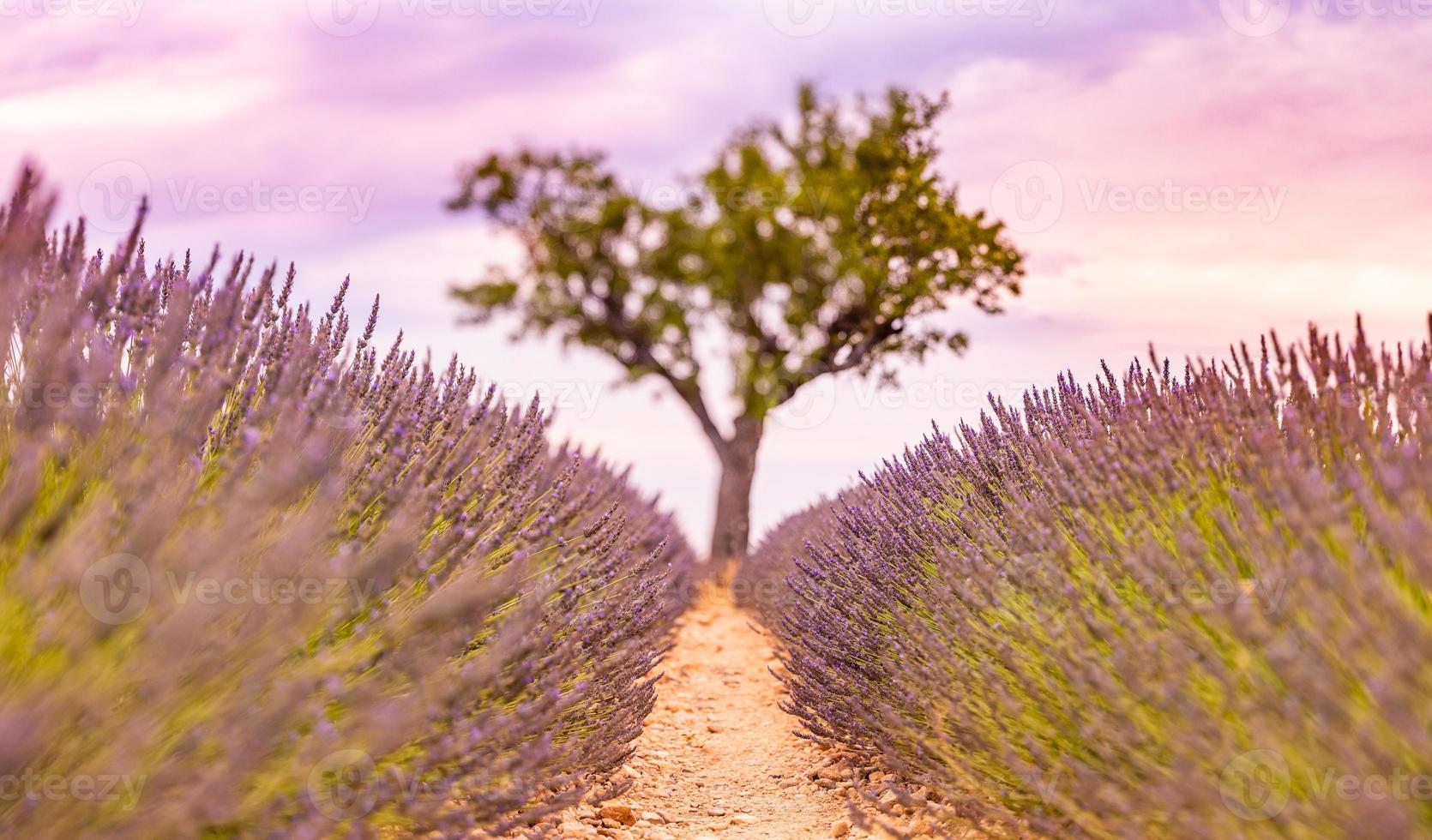 Panoramic view of French lavender field at sunset. Sunset over a violet lavender field in Provence, France, Valensole. Summer nature landscape. Beautiful landscape of lavender field, boost up colors photo