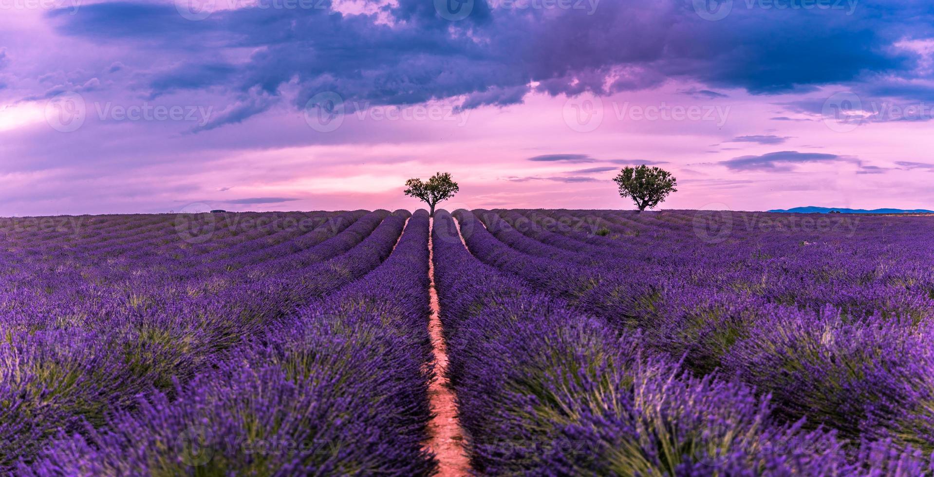 Panoramic view of French lavender field at sunset. Sunset over a violet lavender field in Provence, France, Valensole. Summer nature landscape. Beautiful landscape of lavender field, boost up colors photo