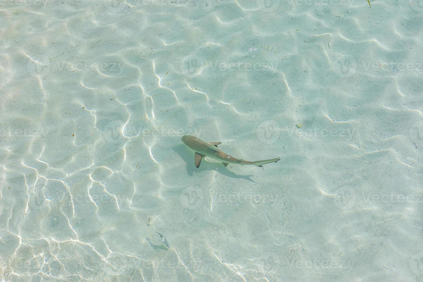 Black tip reef shark in Maldives lagoon, shallow clear sea water. Black tip shark in Indian ocean photo