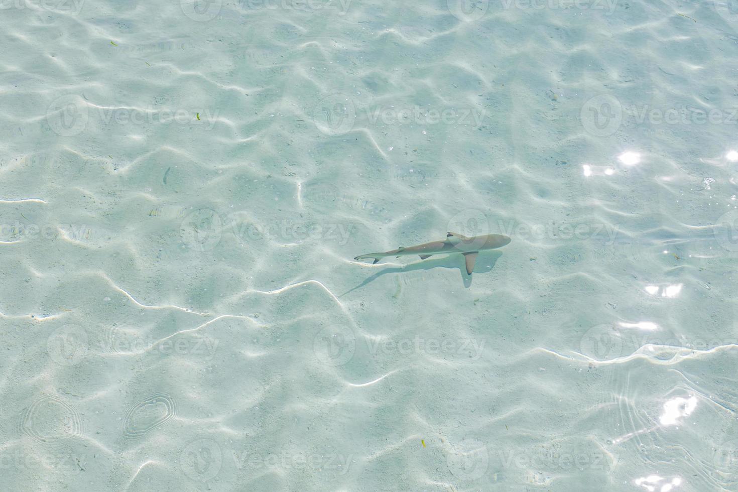 Black tip reef shark in Maldives lagoon, shallow clear sea water. Black tip shark in Indian ocean photo