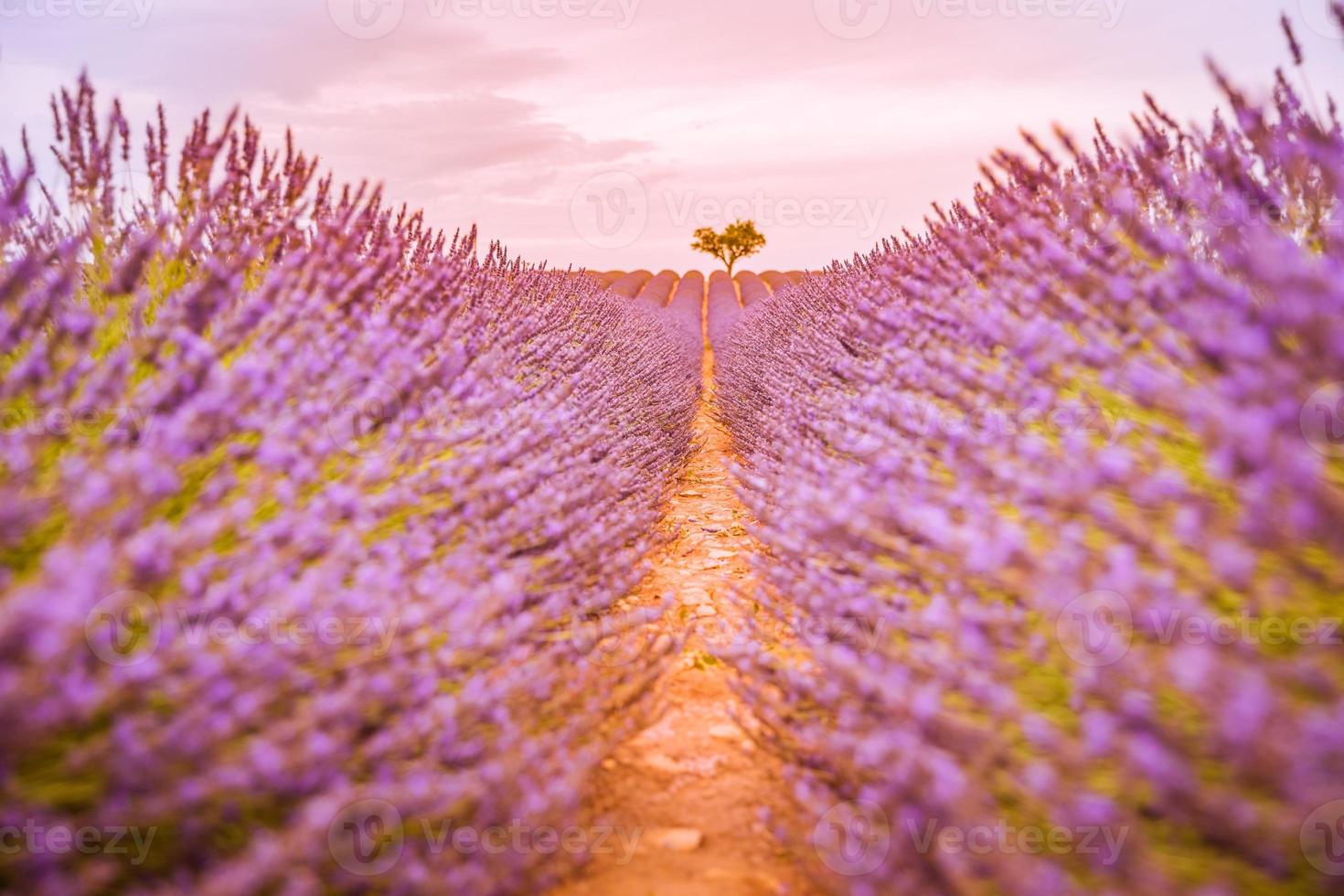 puesta de sol y líneas de campo de lavanda de ensueño. primer plano de naturaleza artística con campo de lavanda y cielo de puesta de sol, maravilloso paisaje de verano, colores dramáticos. pancarta de naturaleza inspiradora. pacífico floral escénico foto