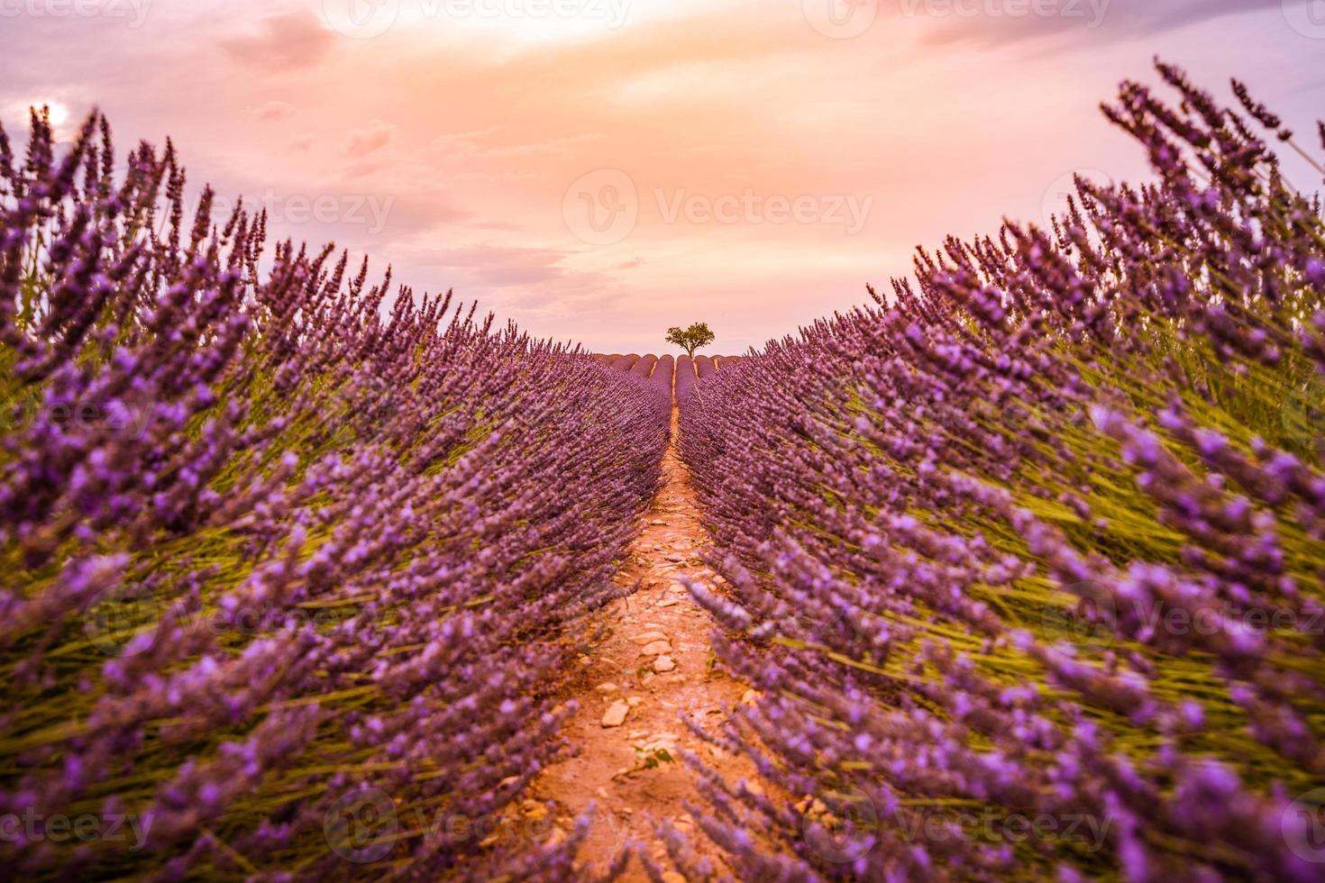 puesta de sol y líneas de campo de lavanda de ensueño. primer plano de naturaleza artística con campo de lavanda y cielo de puesta de sol, maravilloso paisaje de verano, colores dramáticos. pancarta de naturaleza inspiradora. pacífico floral escénico foto