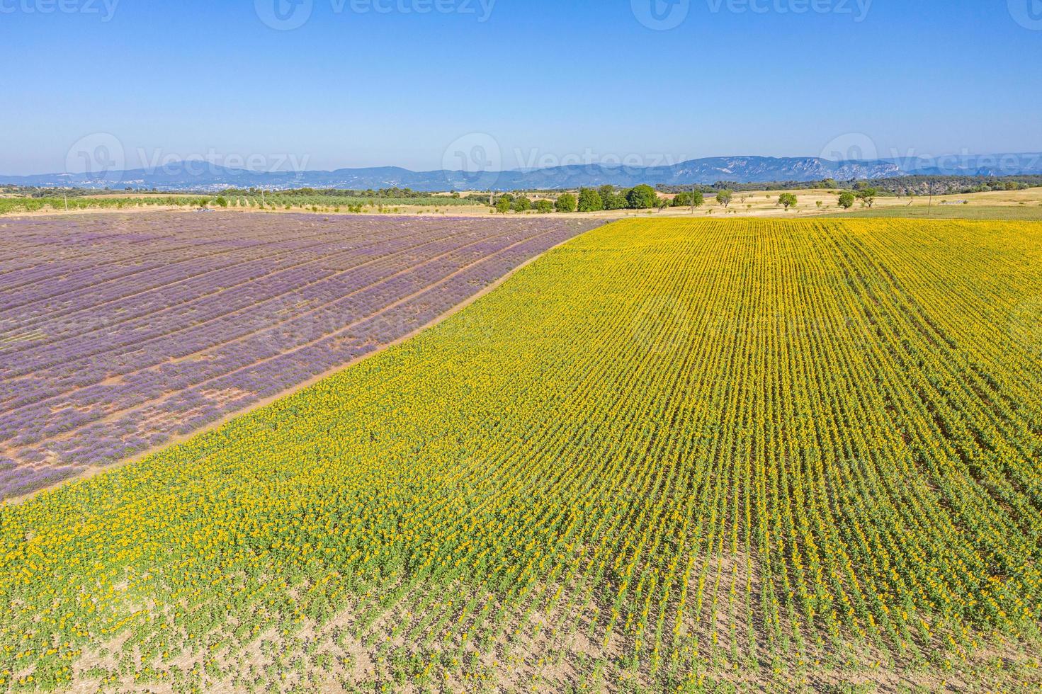 Panoramic aerial view of lavender field. Aerial landscape of agricultural fields, amazing birds eye view from drone, blooming lavender flowers in line, rows. Agriculture summer season banner photo