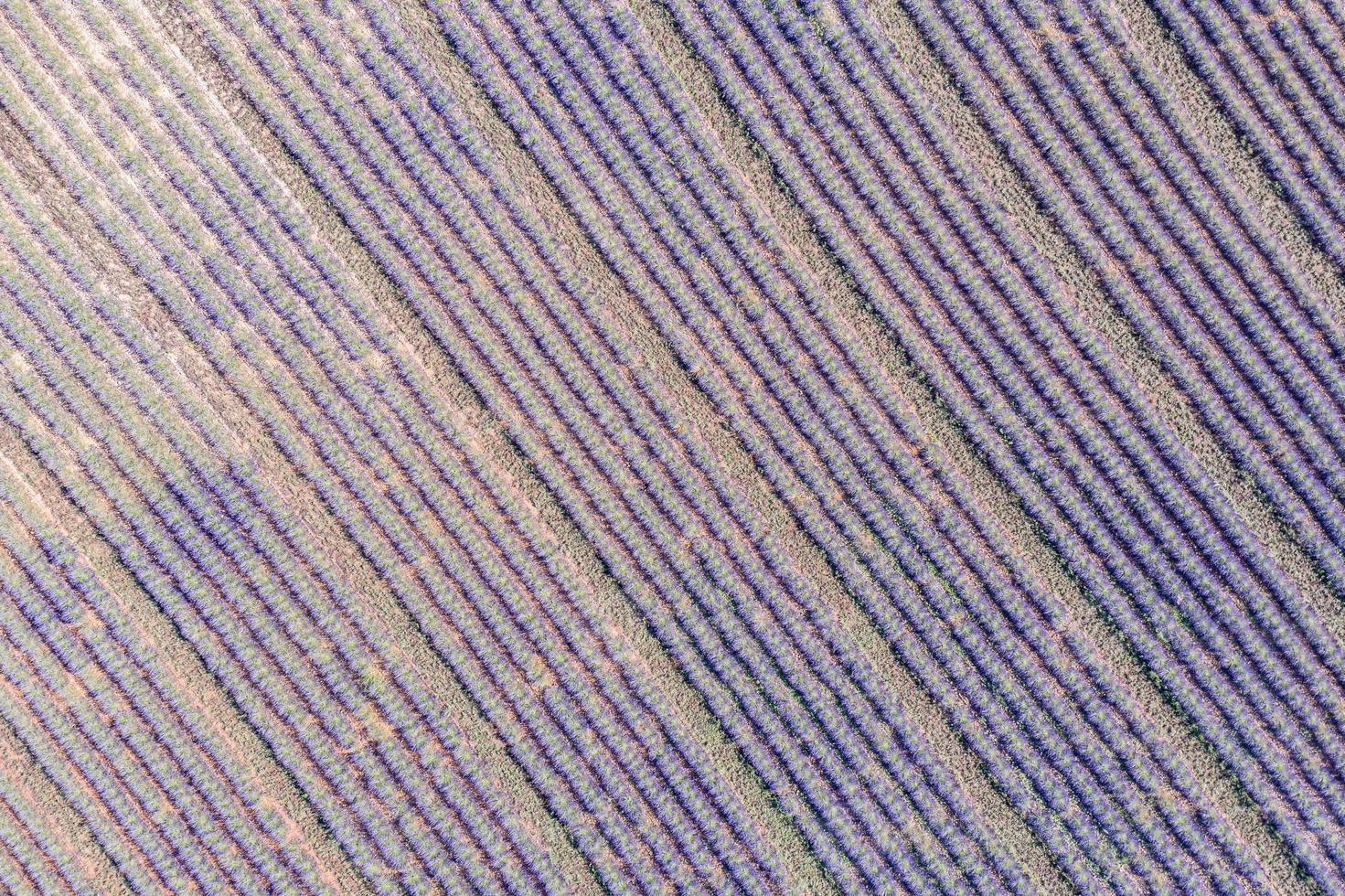 Aerial view of lavender field. Aerial landscape of agricultural fields, amazing birds eye view from drone, blooming lavender flowers in line, rows. Agriculture summer season banner photo