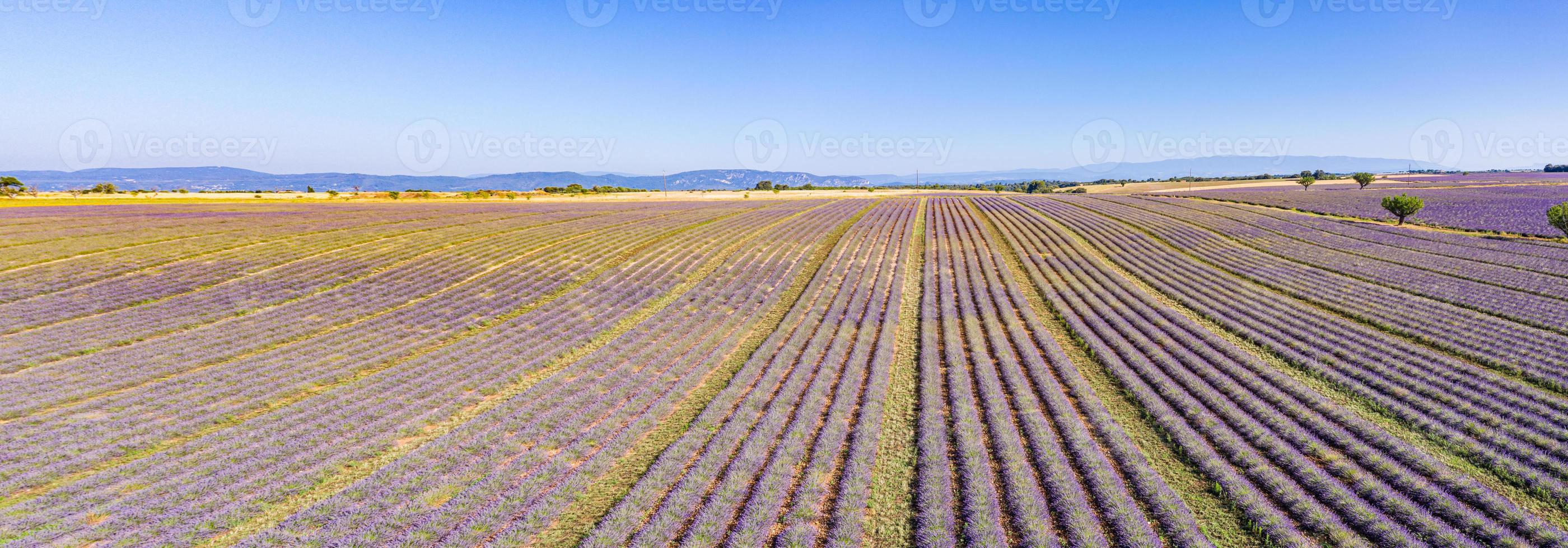 Panoramic aerial view of lavender field. Aerial landscape of agricultural fields, amazing birds eye view from drone, blooming lavender flowers in line, rows. Agriculture summer season banner photo
