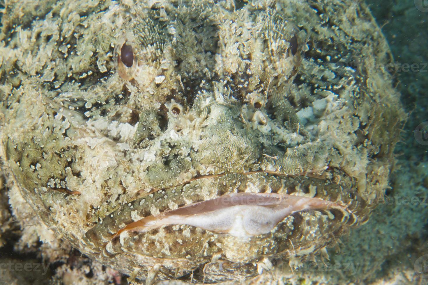 A scorpion fish photo