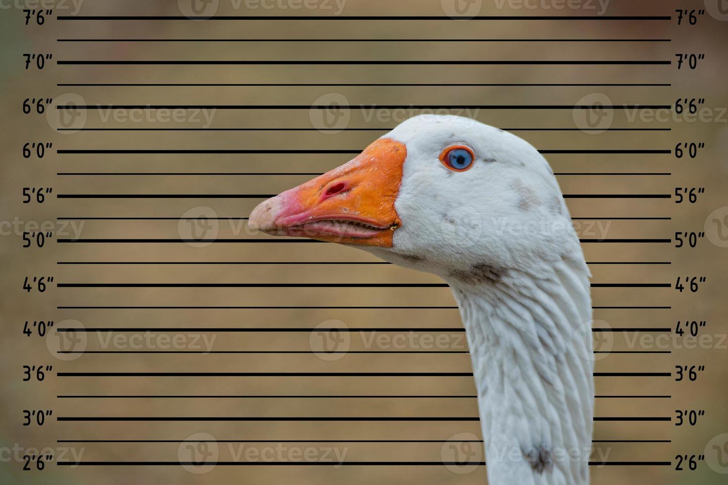 Goose close up portrait photo