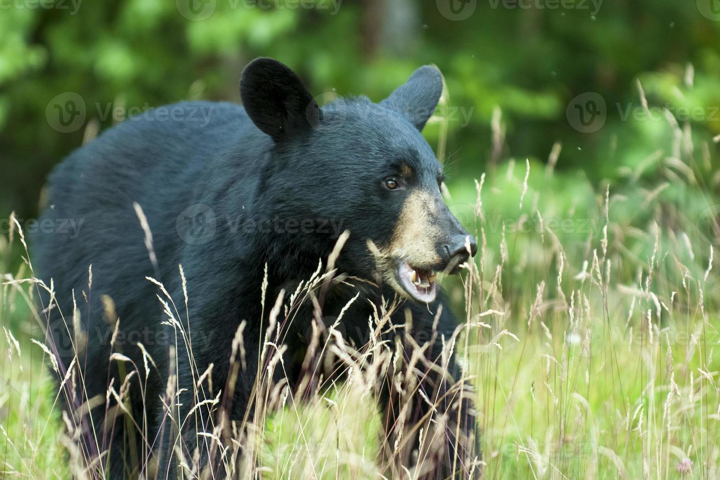 An isolated  black bear in the green background in Alaska photo