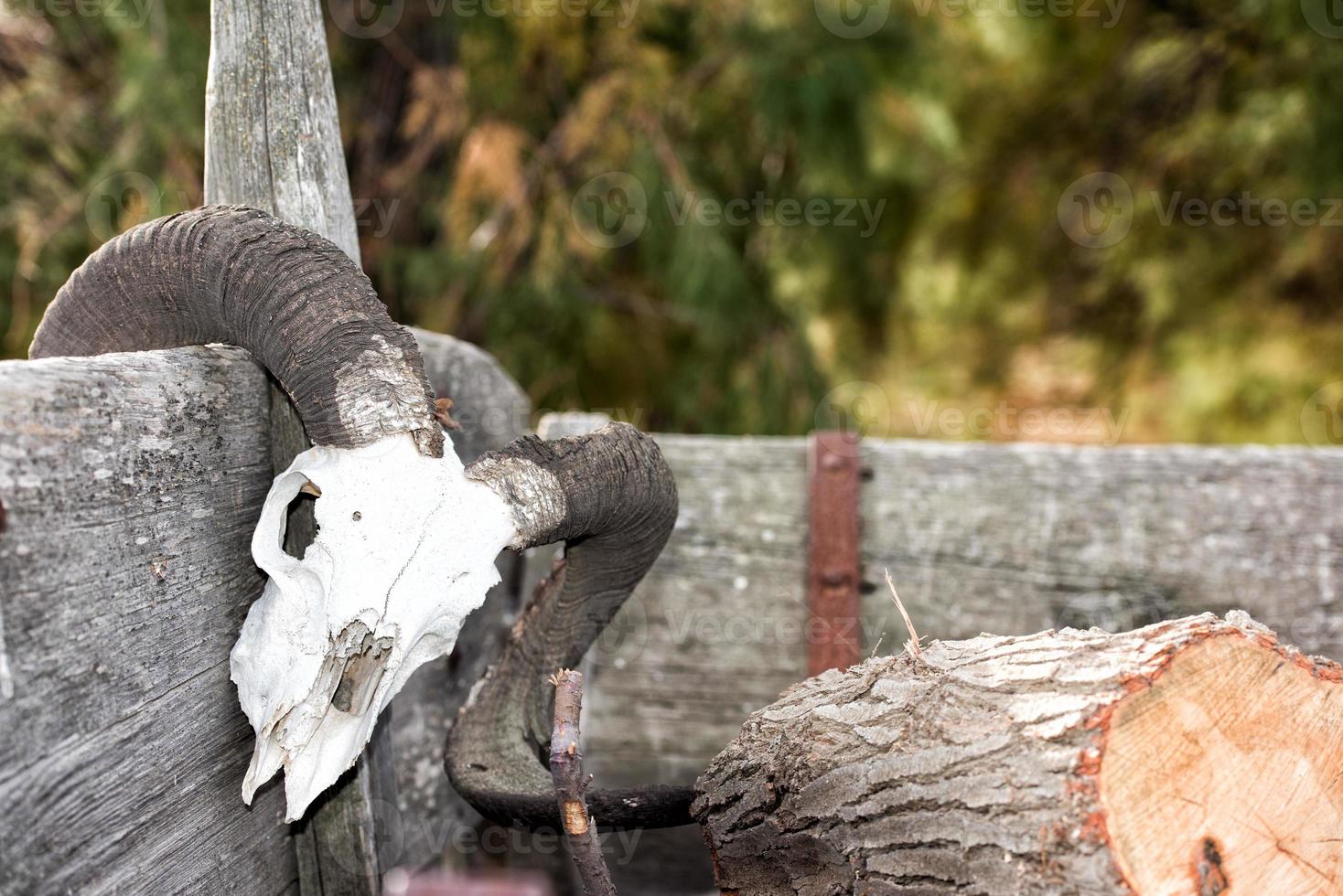 sheep skull on far west wagon photo