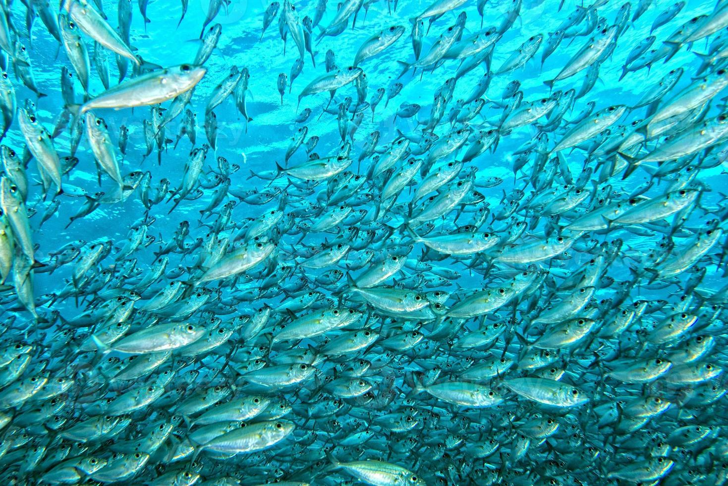 Inside a school of fish underwater photo