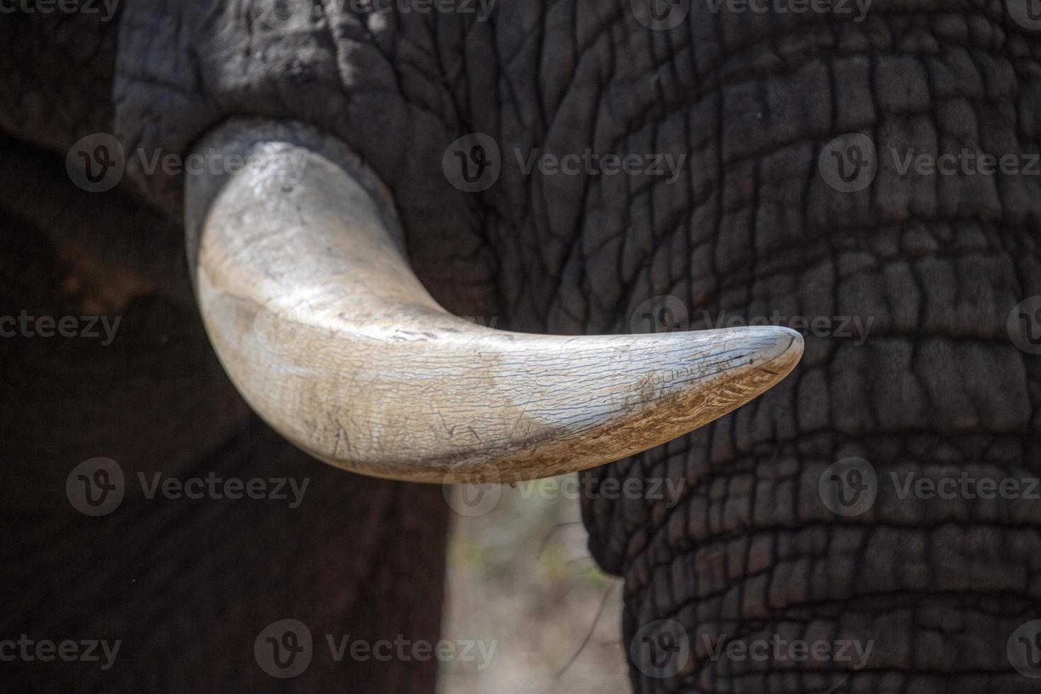 elephant ivory tusk close up in kruger park south africa photo