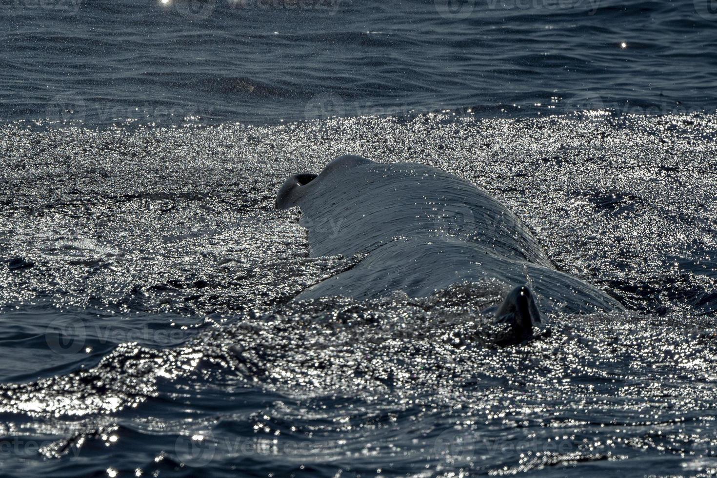 Sperm Whale blow hole at sunset photo