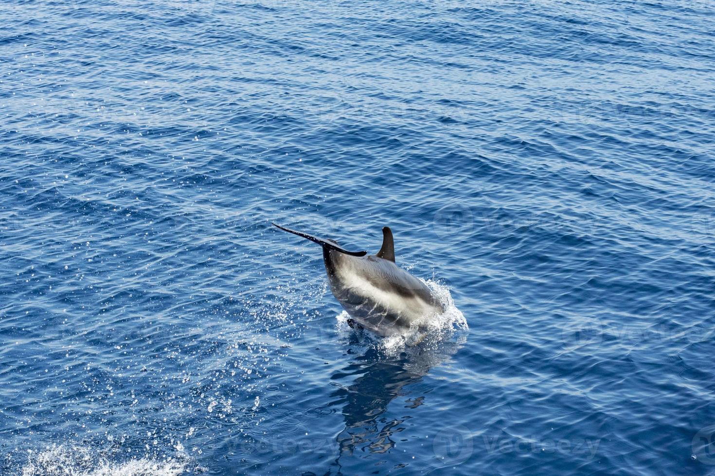 Dolphin while jumping in the deep blue sea photo