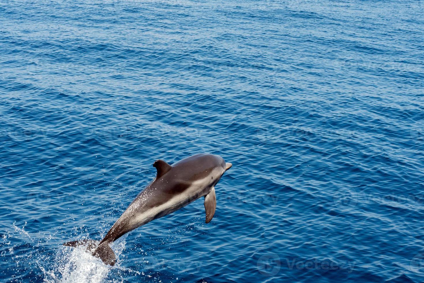 delfín mientras salta en el mar azul profundo foto