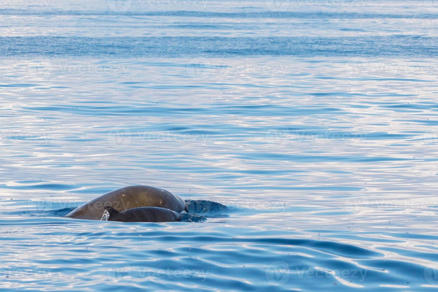 Rare Goose Beaked whale dolphin Ziphius cavirostris photo