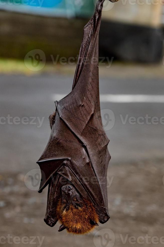 Flying fox close up portrait detail view photo